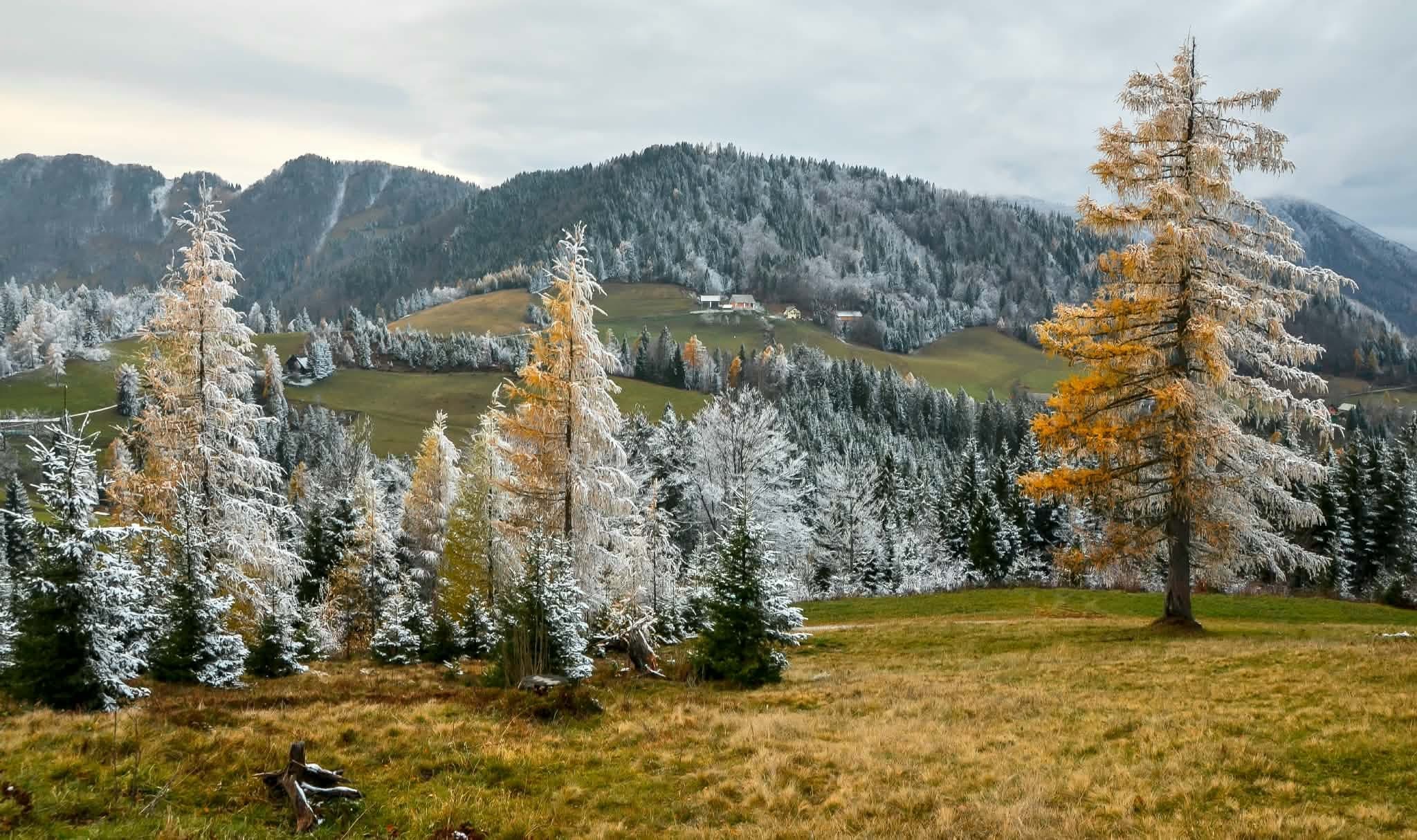 Macesni in pomrznjeni gozd nad travniki