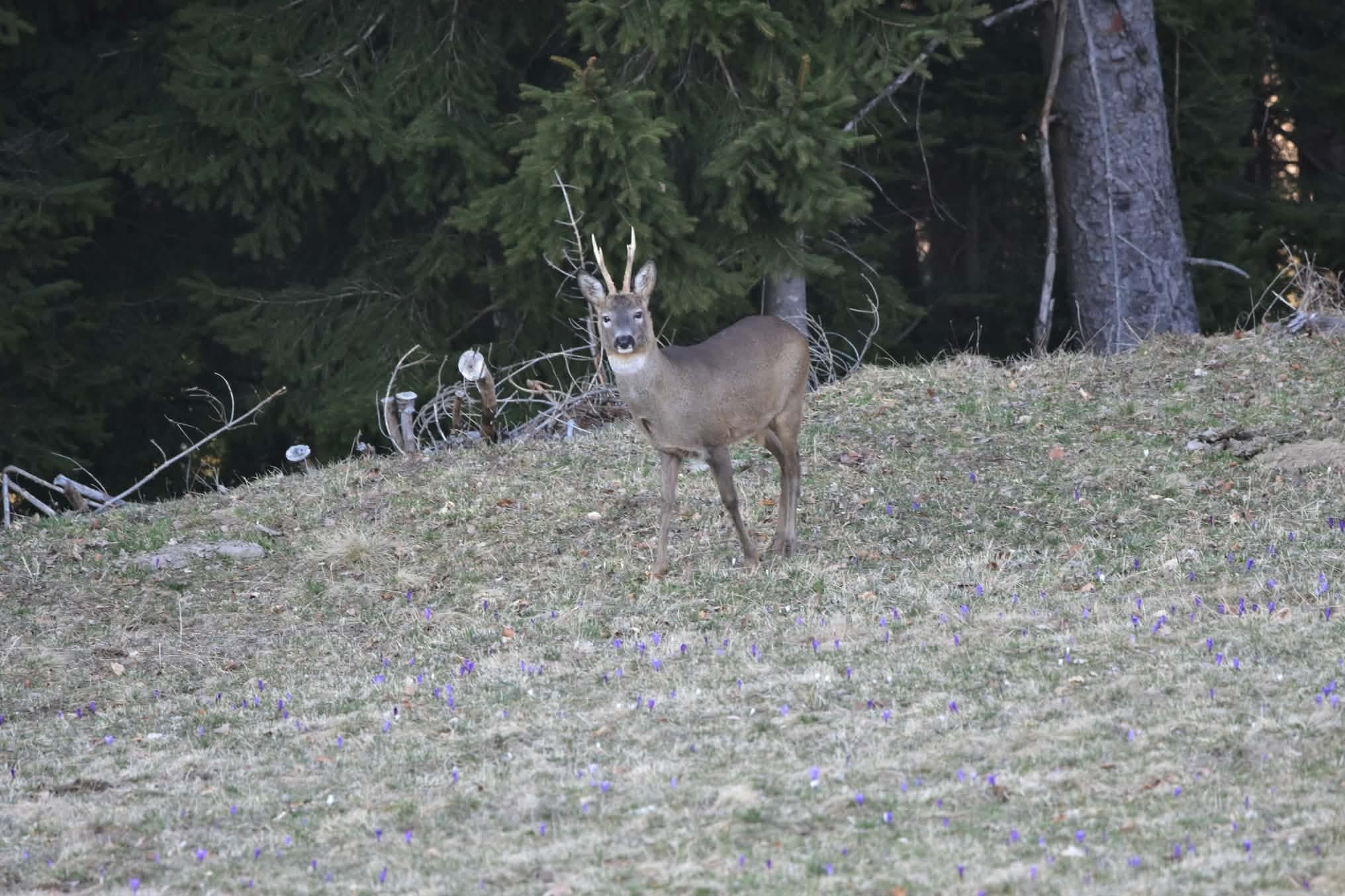 Srnjak na travniku ob gozdu